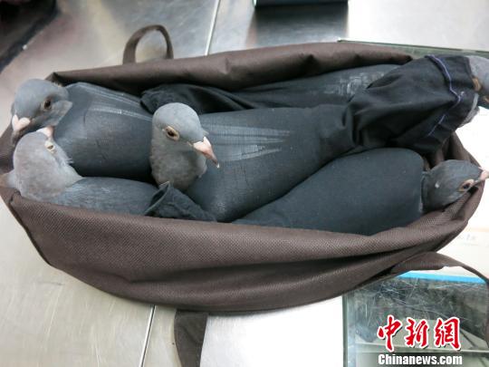 深圳罗湖海关截获走私活信鸽信鸽被黑丝袜裹住
